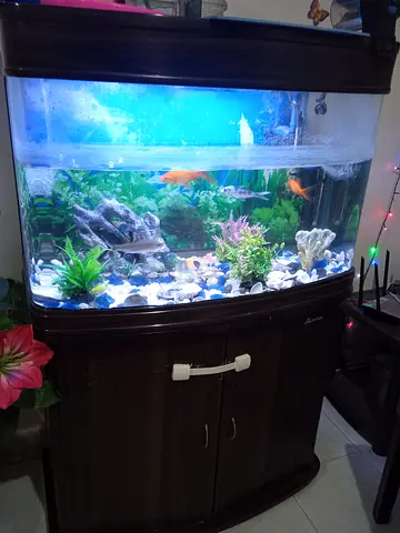 Used 3-4ft Curved Glass Home Aquarium with Filter and LED Light