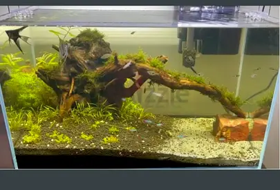 Freshwater aquarium with driftwood