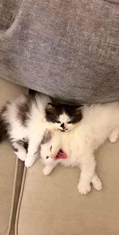 Four Persian and British shorthair playful fluffy kittens available for adoption
