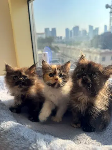 Three Adorable Persian Moon Face Female Kittens — Ready for Loving Homes