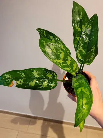 Aglonaema Maria - Small Indoor Plant