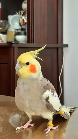 Young Hand-Tamed Lutino Cockatiel, Friendly and Healthy