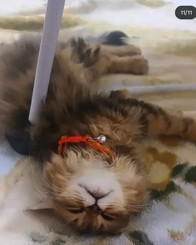 Pet