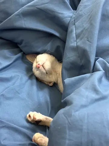 Friendly young kitten looking for a new home