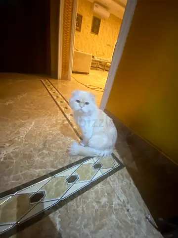 Cat Persian