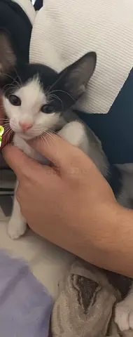 Friendly 2-month-old black & white kitten looking for a home