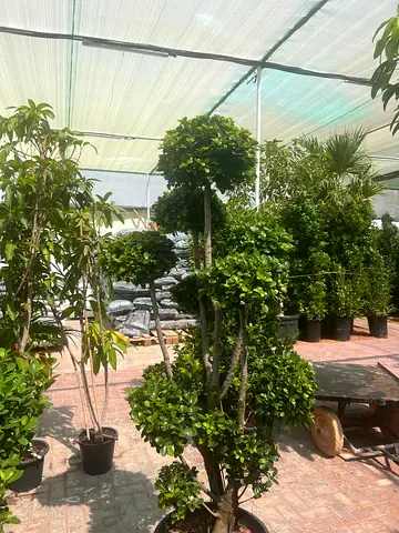 Potted Decorative Topiary Tree - Well Maintained, Ready for Garden