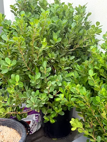 Ficus Panda Plant