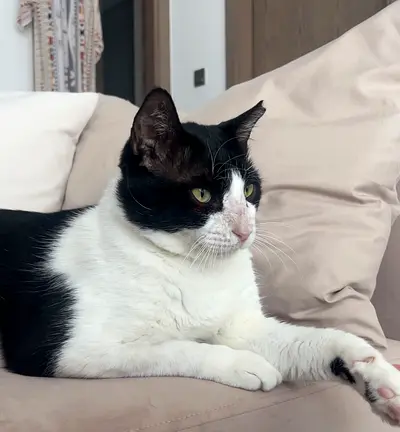 Free Adoption 🚨Desperately looking for his Home - Meet Mike the gentle Gigant