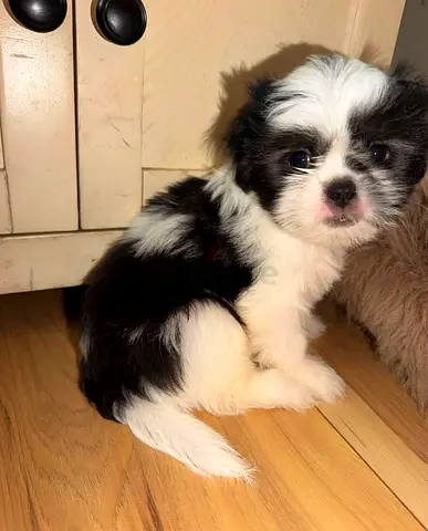 Shih Tzu