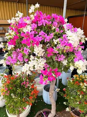 Thai Bougainvillea Twisted