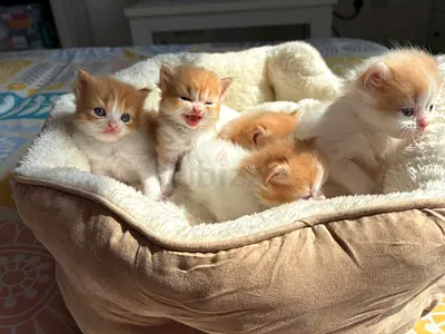 Extremely cute of 5 friendly orange & white Persian Chánchill, playful healthy looking for love