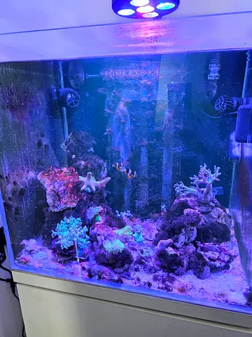Salt water Aquarium for sale