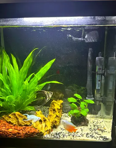 40cm Freshwater Aquarium tank Setup with Plants, Filter and Fish
