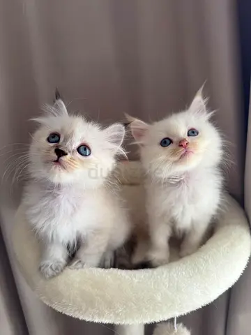 Charming Pair of Ragdoll-type Blue-eyed Kittens - 7 weeks old