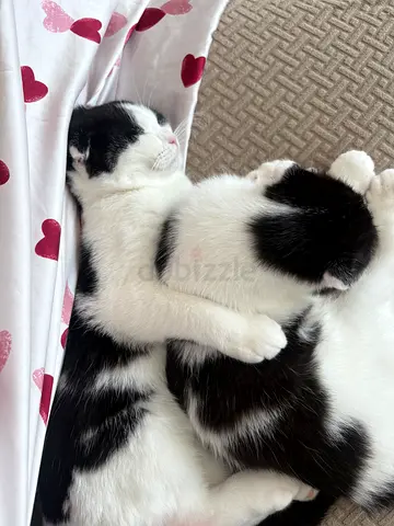 Pair of adorable black-and-white kittens seeking new home