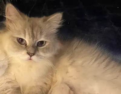 Female cat for adoption