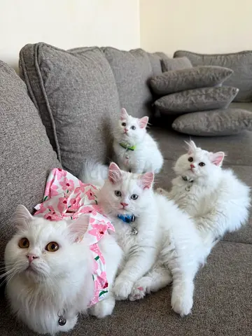 Family of 4 Pure White Persian Kittens and Mom - Friendly, Healthy