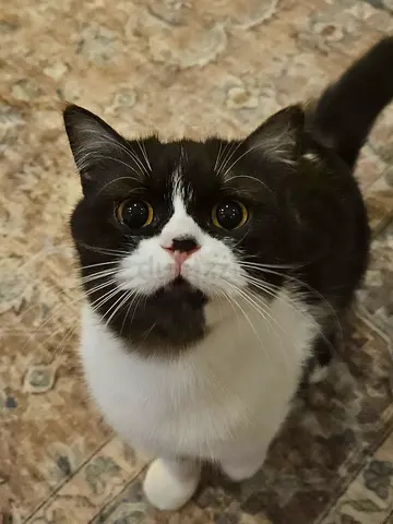 Friendly beautiful black and white domestic cat available for free adoption