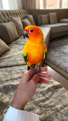 Sun Conure Parrot — Friendly Hand-Tamed Pet