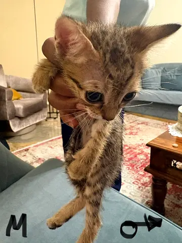 1 kitten for free adoption… also mum is available if needed