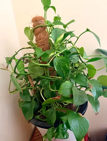 Pothos plant for sale
