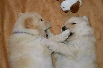 Golden retriever