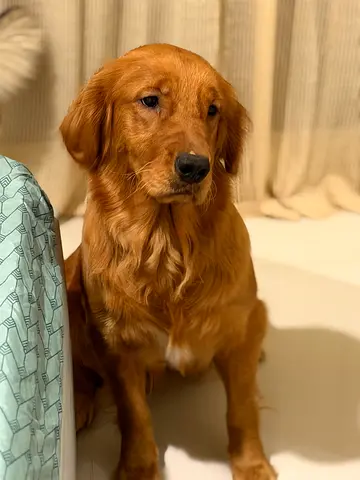 Husky and Golden Retriever for adoption