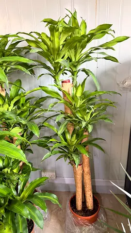 Tallest Dracaena ~ 160/170 cm Ht ~ Holland Indoor plant