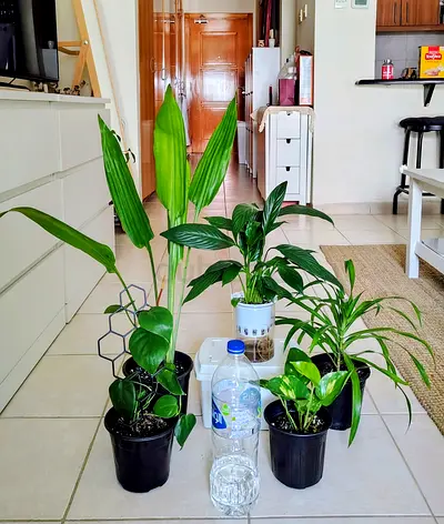 Collection of 5 small indoor potted plants - mixed greens, ready to rehome