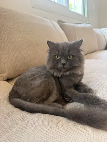 Free cat adaption