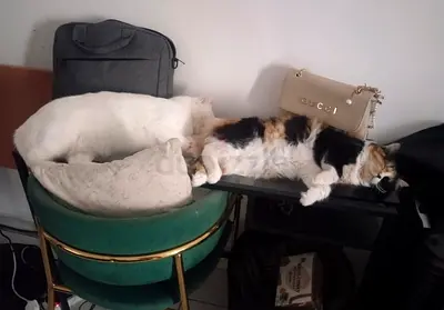 Well trained and vaccinated Cats (pair) available for adoption before 30th September