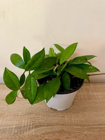 Hoya Fungii