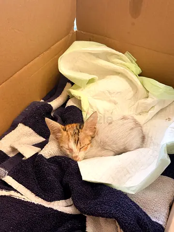 Young kitten available for rehoming — friendly and calm. 4 weeks old needs a loving home urgently.