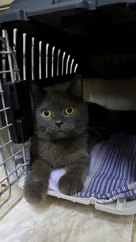 Young grey British Shorthair mix kitten — friendly, ready for adoption