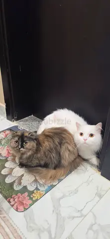 Persian male and female for free adoption
