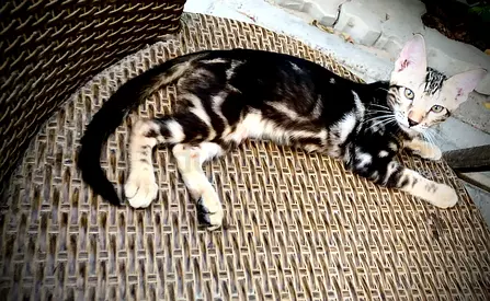 Cute marble Bengal boy - Aslan