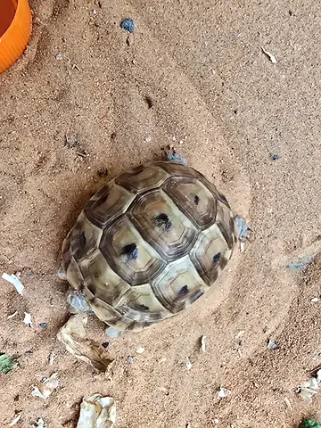 Greek tortoise
