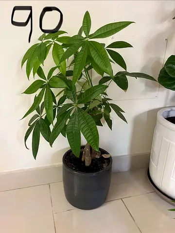 Healthy Potted Money Tree Plant
