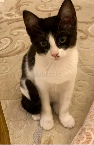 Elegant, Sweet & Waiting for You: Adopt Samira