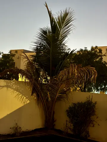 Palm tree