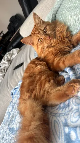 Ginger M Mix Siberian Cat