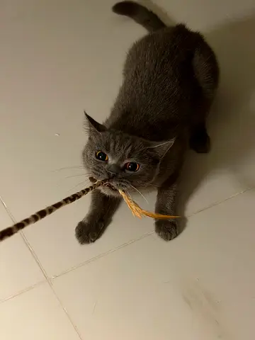 Cat for adoption