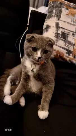 Pets