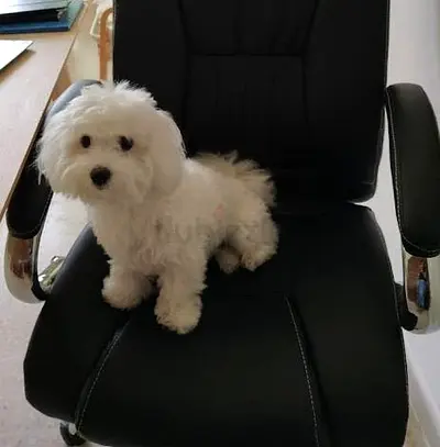 5 year old Maltese for free adoption