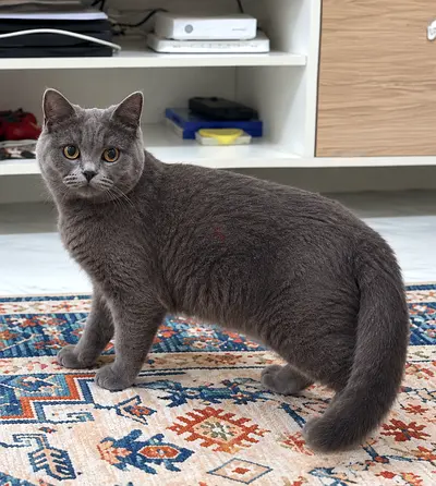 عجمان