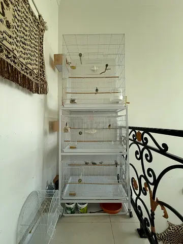 Birds cage with Gouldian finch and Javas