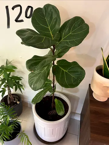 Fiddle Leaf Fig Indoor Plant in White Ceramic Pot