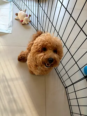 Toypoodle