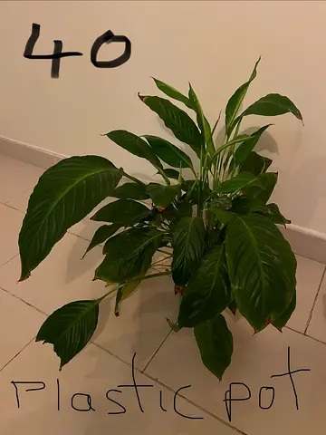 Peace Lily Indoor Plant in Plastic Pot